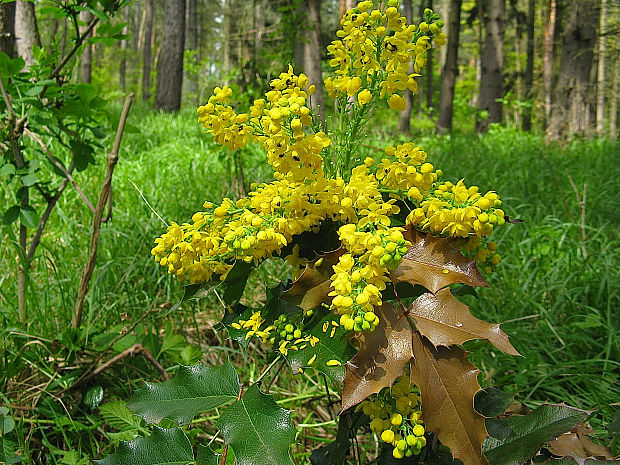 mahónia cezmínolistá Mahonia aquifolium (Pursh) Nutt.