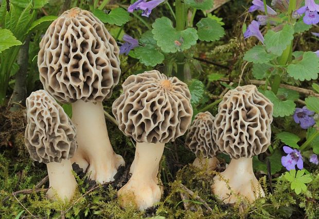 smrčok jedlý Morchella esculenta (L.) Pers.