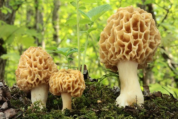 smrčok jedlý Morchella esculenta (L.) Pers.