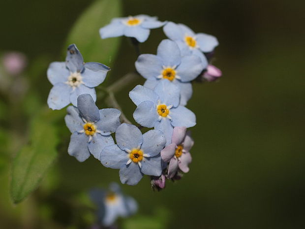 nezábudka lesná Myosotis sylvatica Ehrh. ex Hoffm.