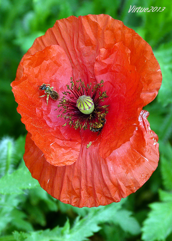 mak vlčí Papaver rhoeas L.