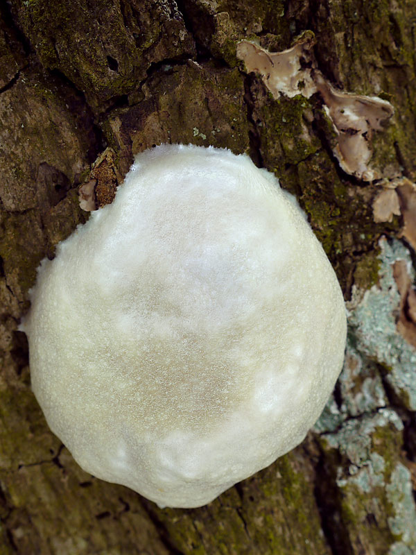 sieťnatka obyčajná Reticularia lycoperdon Bull.