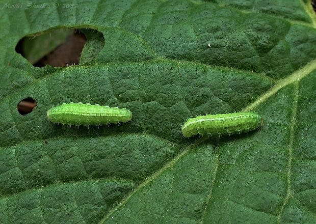 pamora trávová Rivula sericealis