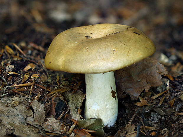 plávka hlinovožltá Russula ochroleuca Fr.