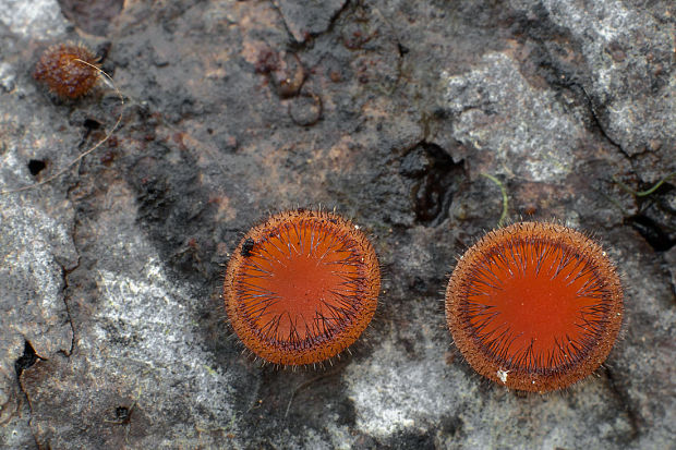 štítovnička Scutellinia sp.