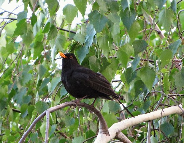 drozd čierny Turdus merula