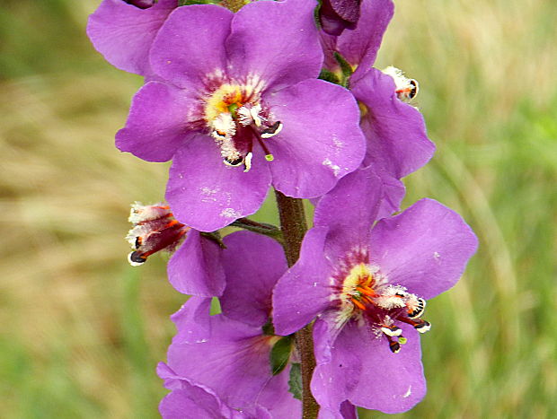 divozel tmavočervený Verbascum phoeniceum L.