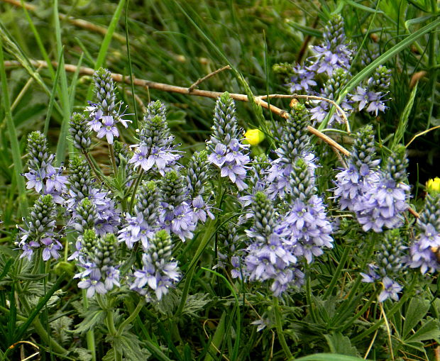 veronika zubatá Veronica austriaca L.