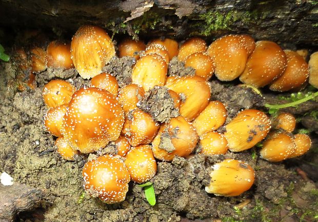 hnojník Coprinus sp.