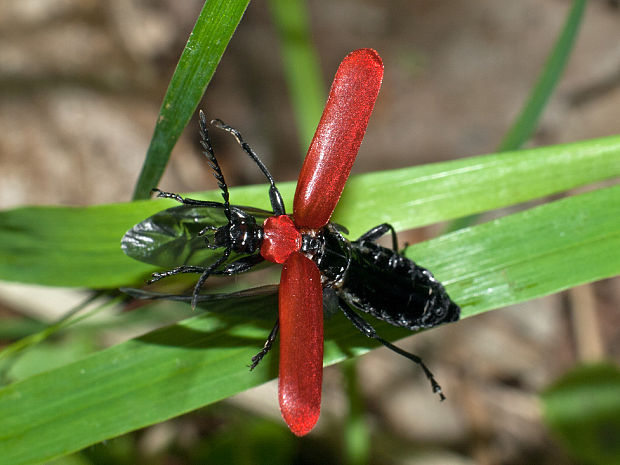 červenáčik Pyrochroa coccinea