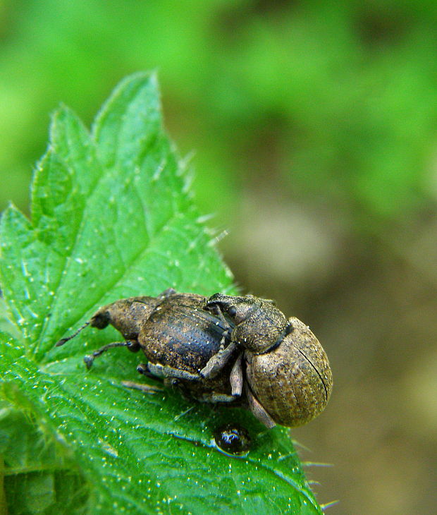 nosáčik  Liophloeus tessulatus