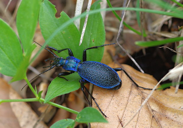 bystruška vráskavá Carabus intricatus