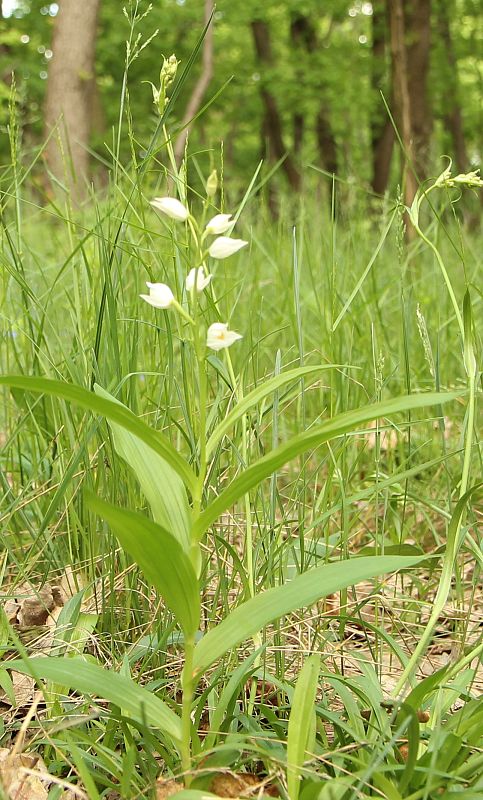 prilbovka biela Cephalanthera damasonium (Mill.) Druce