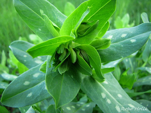 voskovka menšia Cerinthe minor L.