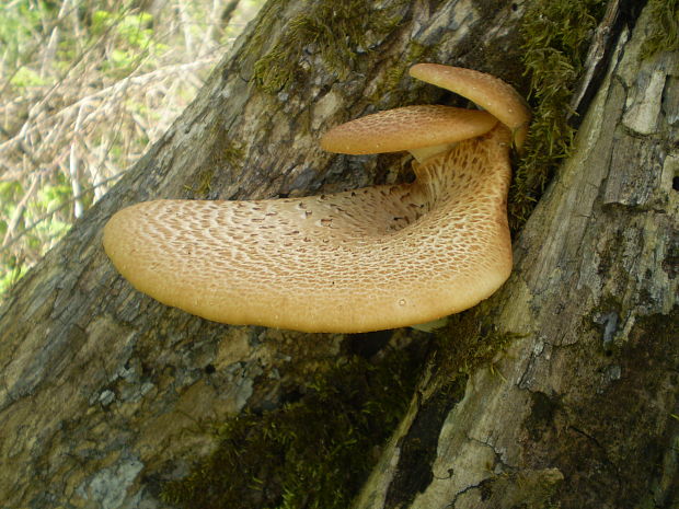 trúdnik šupinatý Cerioporus squamosus (Huds.) Quél.