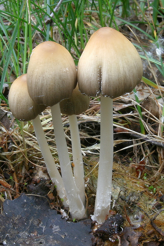 hnojník Coprinus sp.