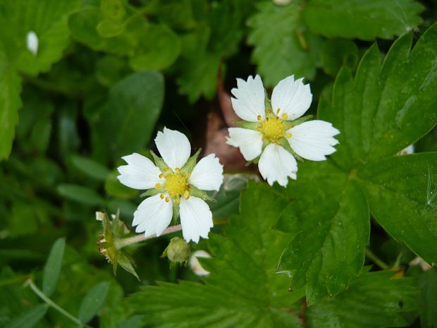 jahoda obyčajná Fragaria vesca L.