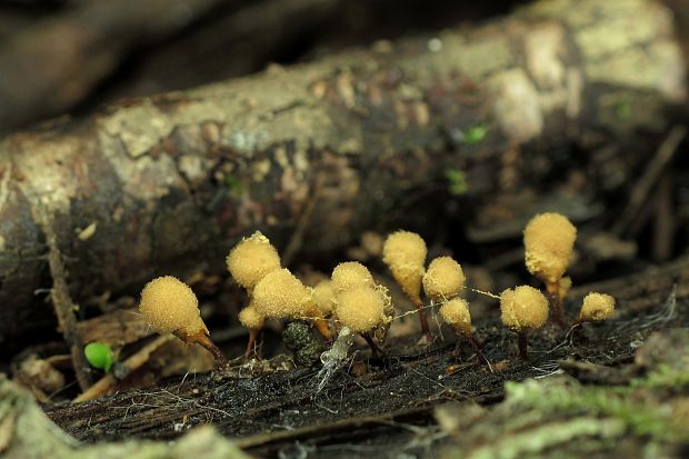 vlasovníčka kyjačikovitá Hemitrichia clavata (Pers.) Rostaf.