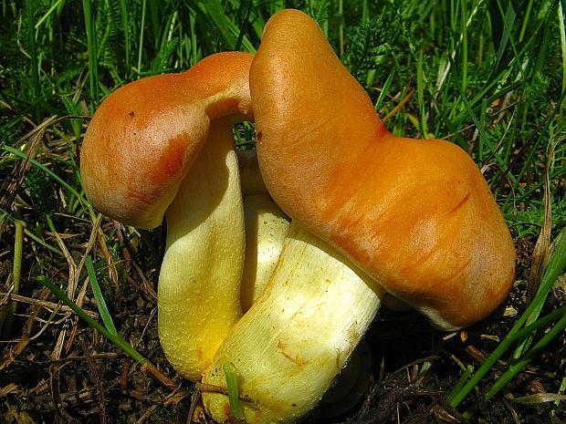 strapcovka zväzkovitá Hypholoma fasciculare (Huds.) P. Kumm.