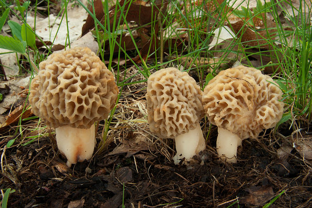 smrčok jedlý Morchella esculenta (L.) Pers.