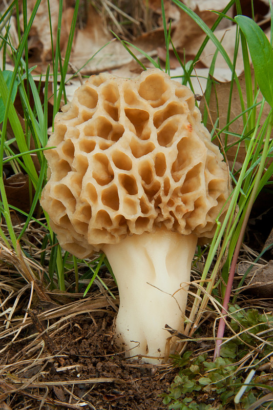 smrčok jedlý Morchella esculenta (L.) Pers.