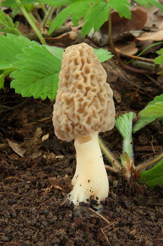 smrčok jedlý Morchella esculenta (L.) Pers.