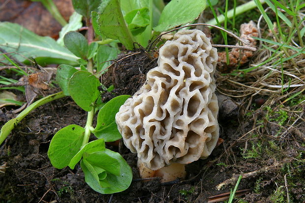 smrčok jedlý Morchella esculenta (L.) Pers.