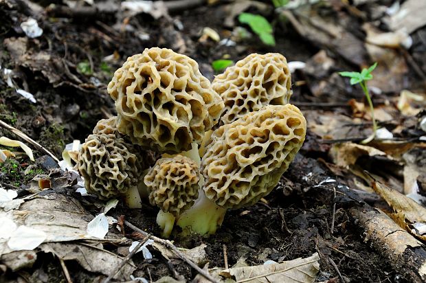 smrčok jedlý Morchella esculenta (L.) Pers.