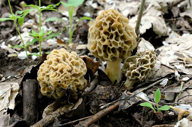 smrčok jedlý Morchella esculenta (L.) Pers.