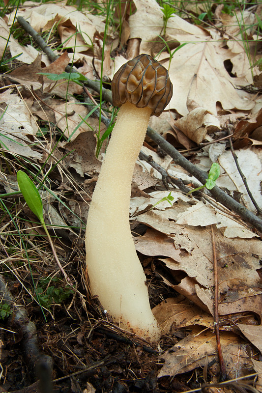 smrčok hybridný Morchella semilibera DC.