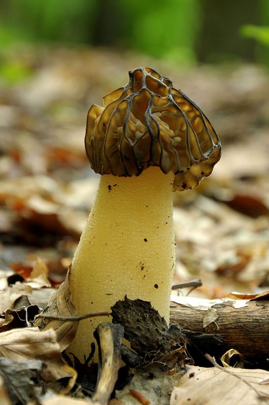 smrčok hybridný Morchella semilibera DC.