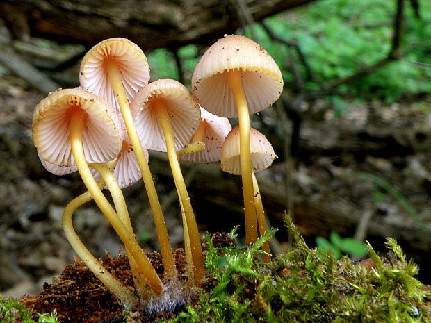 prilbička žltohlúbiková Mycena renati Quél.