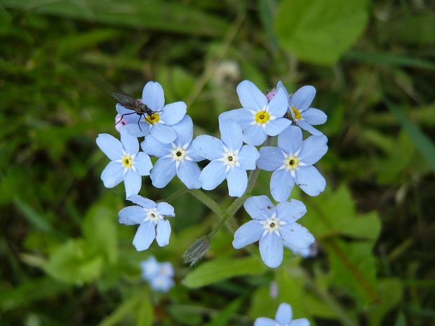 nezábudka Myosotis sp.