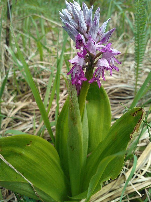 vstavač vojenský Orchis militaris L.