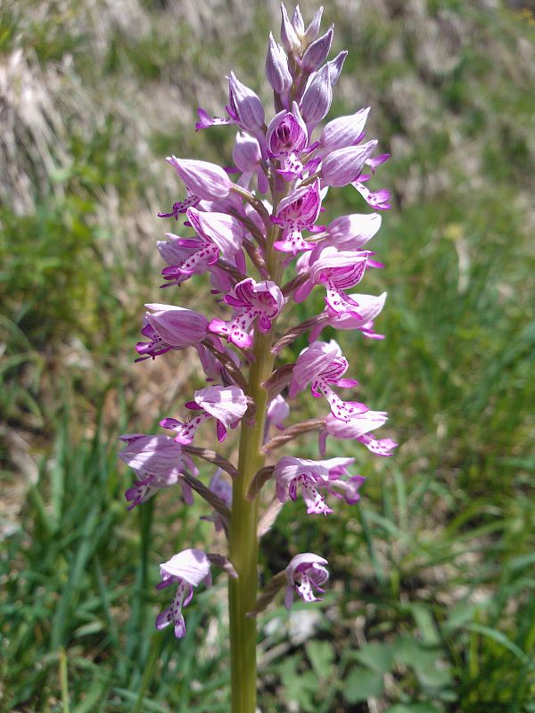 vstavač vojenský Orchis militaris L.