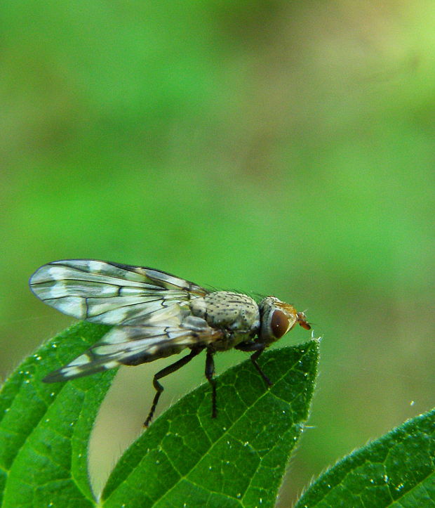 čelnice Otites centralis