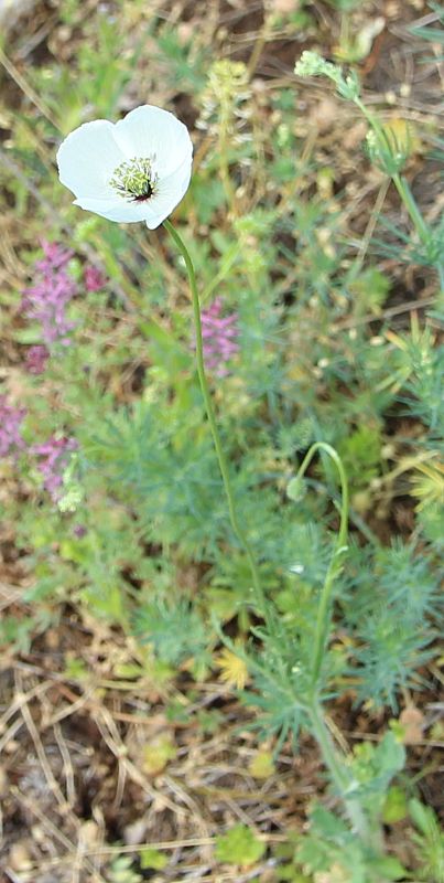 mak pochybný bielokvetý Papaver dubium subsp. austromoravicum (Kubát) Hörandl