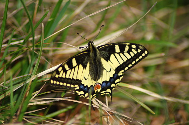 vidlochvost feniklový Papilio machaon