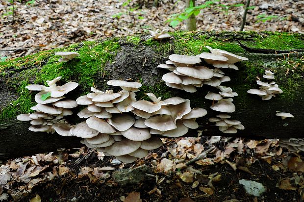 hliva buková Pleurotus pulmonarius (Fr.) Quél.