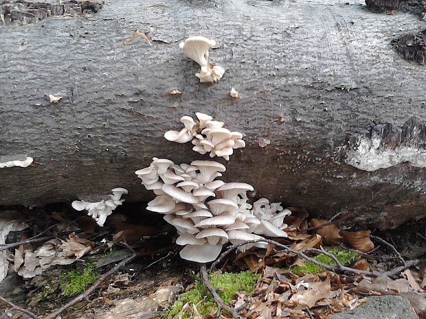 hliva buková Pleurotus pulmonarius (Fr.) Quél.