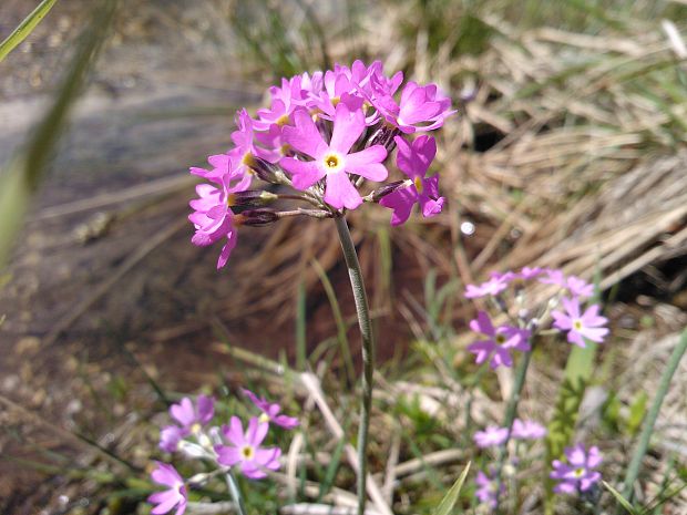 prvosienka pomúčená Primula farinosa L.