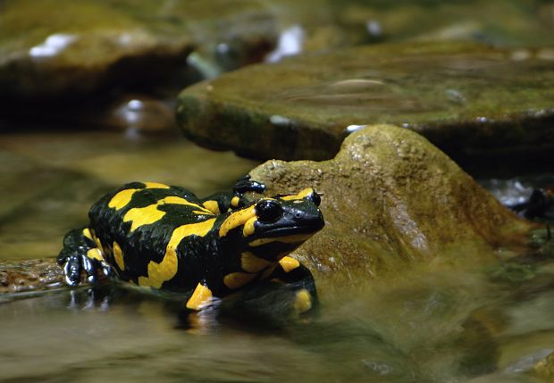 salamandra škvrnitá Salamandra salamandra