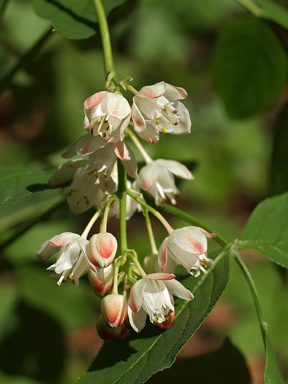 klokoč perovitý Staphylea pinnata L.