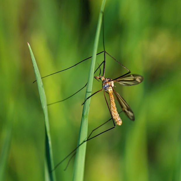 tipula Tipula sp.