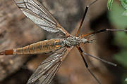 tipula 