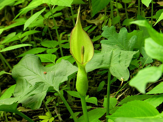 áron alpský  Arum alpinum