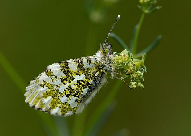 mlynárik žeruchový Anthocharis cardamines