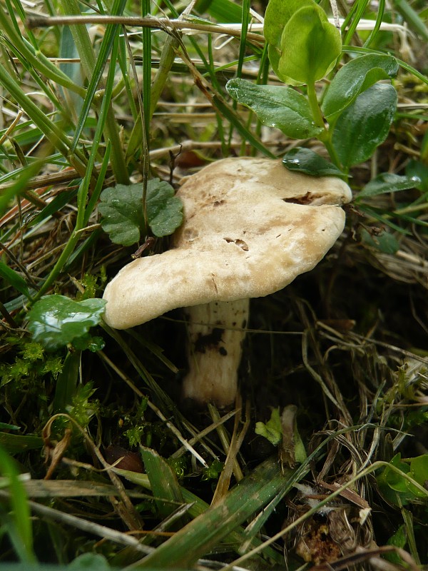 čírovnica májová Calocybe gambosa (Fr.) Donk