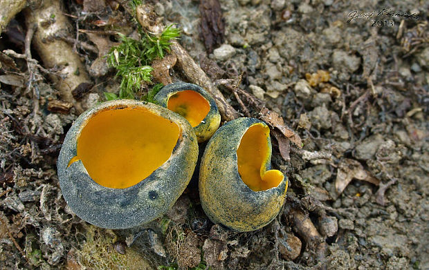 pohárovka ohnivá Caloscypha fulgens (Pers.) Boud.