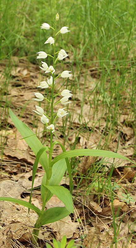 prilbovka biela Cephalanthera damasonium (Mill.) Druce